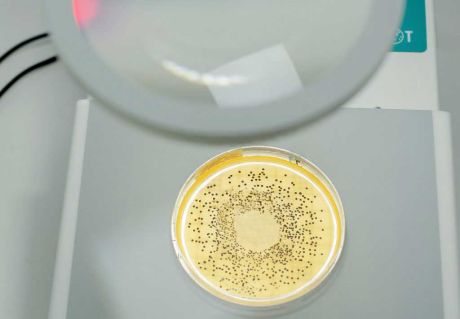 IUL COLONY COUNTER manual colony counter